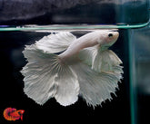 Dumbo Pearl White Fancy Halfmoon Live Male Betta Fish
